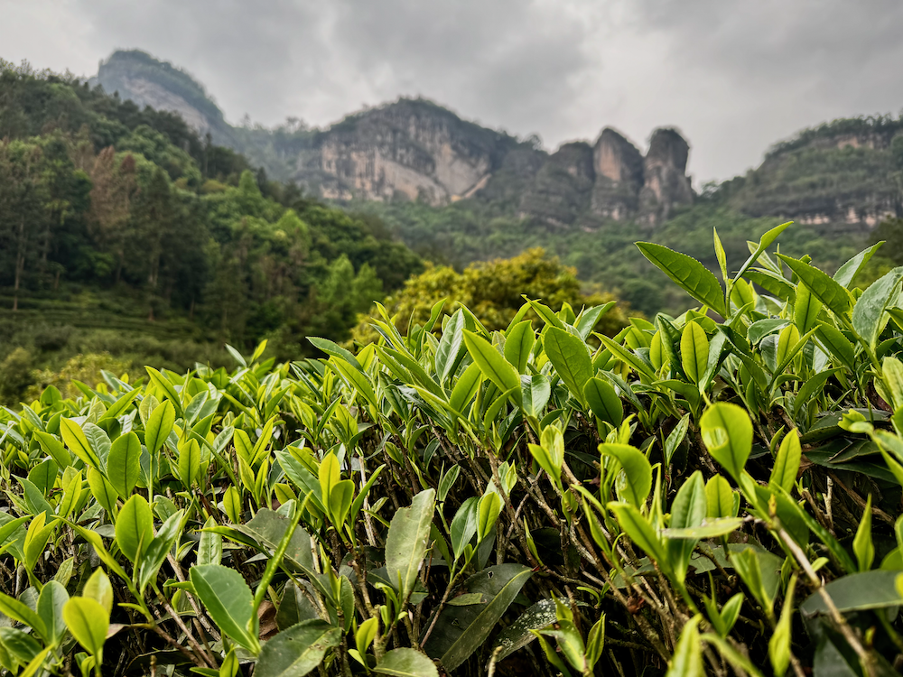 大红袍 Дахунпао - Большой Красный Халат Image