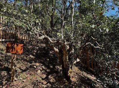 China 2025 Spring 1 30