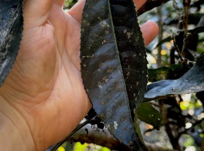 China 2025 Spring 1 34