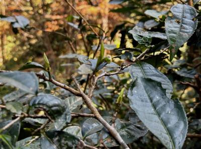 China 2025 Spring 1 37