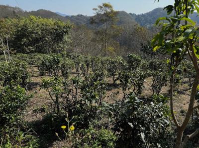 China 2025 Spring 1 80