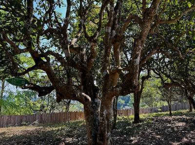 China 2025 Spring 1 88