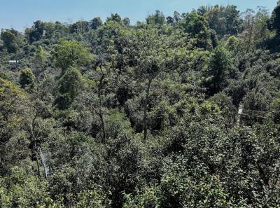 China 2025 Spring 1 89