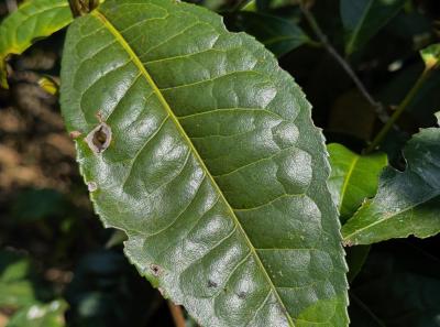 China 2025 Spring 1 92