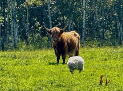 Osmussaar Inipi 2025 07 18