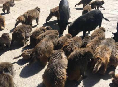 34092947 10156299216329326 5706916809349791744 N 44190500701 O