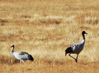 34134739 10156299217044326 5337242570386833408 N 44142506622 O