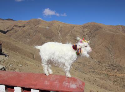 Img 2060 43400028252 O