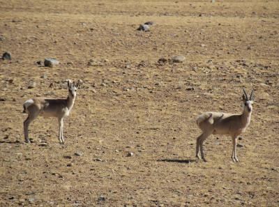 Img 2285 42732193614 O