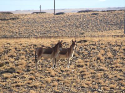 Img 2321 28561515727 O