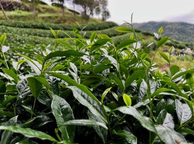 China 2023 Apr 123 52872832718 O