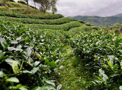 China 2023 Apr 124 52871815792 O