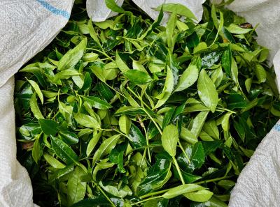 China 2023 Apr 128 52872775630 O