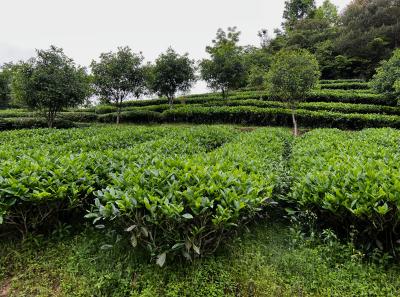 China 2023 Apr 134 52872834348 O