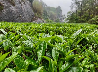 China 2023 Apr 79 52872766775 O