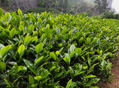 China 2023 Apr 82 52872385286 O