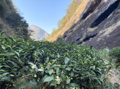 Img 1040 49534162572 O