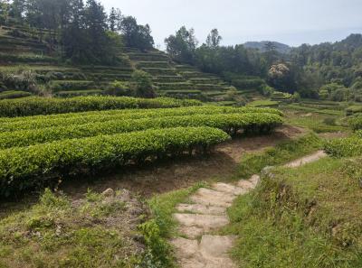 Imag0452 47949262138 O