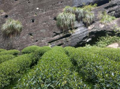 Imag0479 47949313261 O