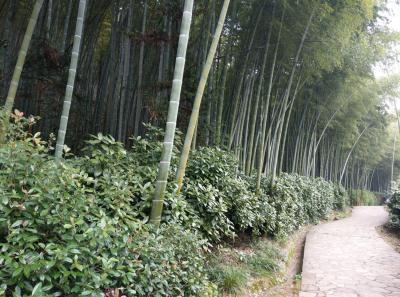 China 2018 11 31810835887 O