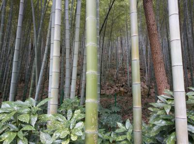 China 2018 12 39787067013 O