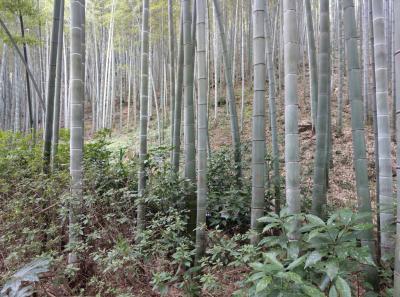 China 2018 13 45837162195 O