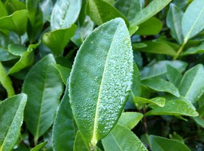 China 2018 56 46027604244 O