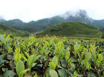 Img 9817 26049384853 O