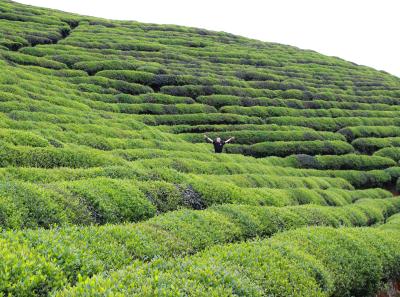 Img 9834 26626608946 O