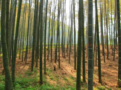 Img 8487 17251472641 O