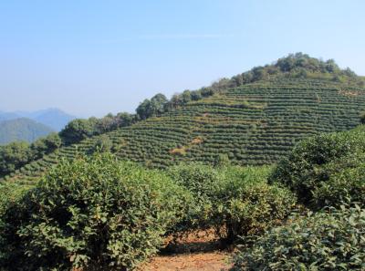 Img 8071 15543302168 O