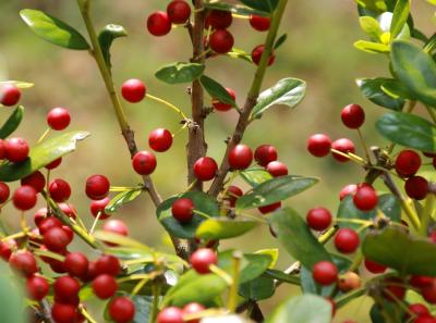 Img 8130 15109358593 O