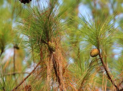 Img 8199 15543893230 O