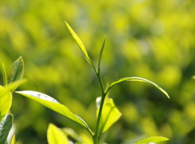 Img 7490 13935385661 O