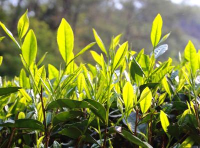 Img 7510 13958541183 O