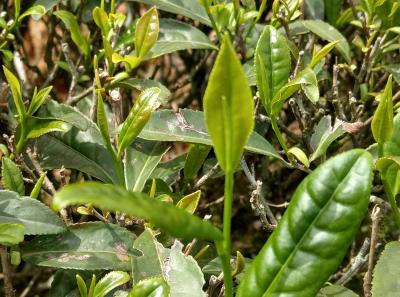 Imag0409 41573195451 O