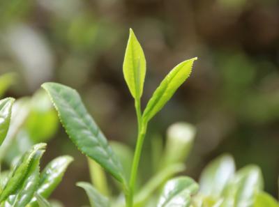 Img 1889 41573191751 O