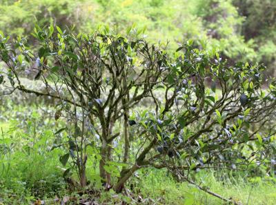 Img 1905 41573189751 O