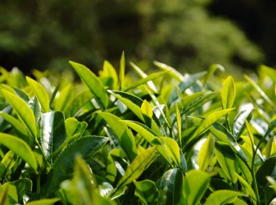 Img 7488 14555005564 O