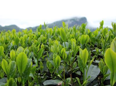 Img 9849 26587689941 O