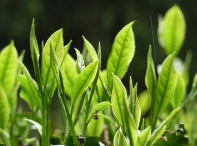 P1090846 14553268431 O