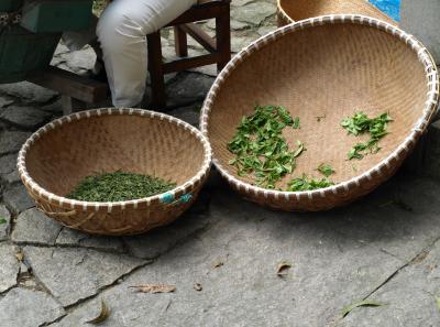 Pa174823 14370134737 O