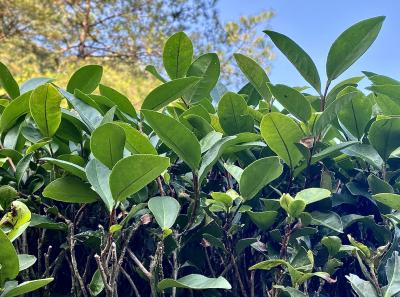 51715481393 2f32cf178d O