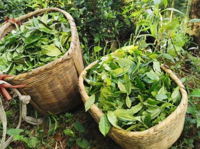 51715488728 08b4f3fdeb O