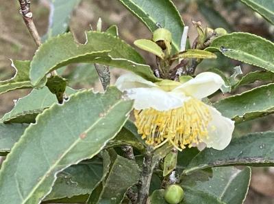 51716076980 E1d1c6eaff O