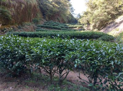 51716143880 0c3c57e448 O