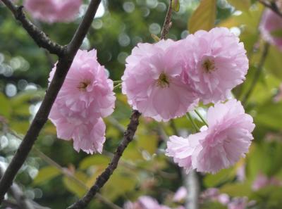 P1090256 50191477757 O