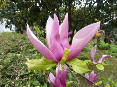 P1090264 50191477037 O