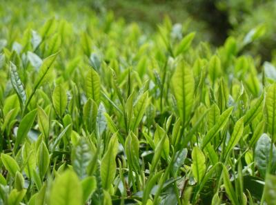 P1090841 50190667963 O