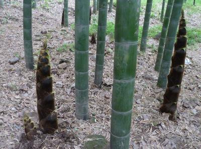 P1090948 50190667033 O